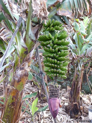 Musa cavendishii / Zwerg-Banane; Cavendish-Banane