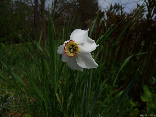 30.04.2010-Narcissus poeticus - Weiße Narzisse, Dichter-Narzisse