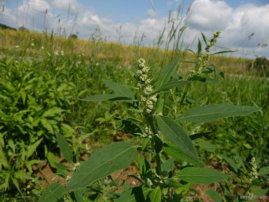 Chenopodium spec. / Gänsefuß-Arten