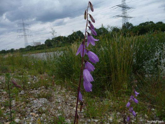 Campanula rapunculoides / Acker-Glockenblume