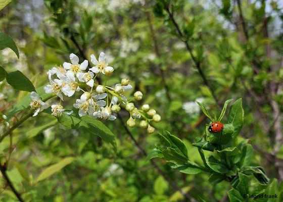 Prunus padus / Gewöhnliche Traubenkirsche (26.04.2026; NSG Bodenmöser bei Isny)