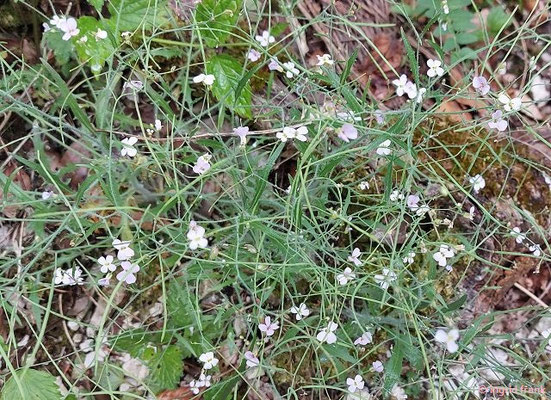 Arabidopsis arenosa / Sand-Schaumkresse