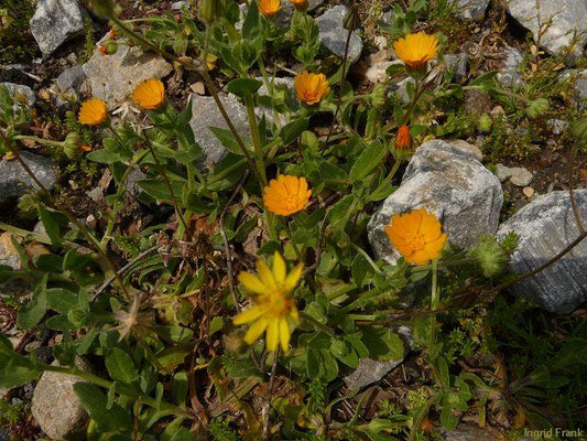 Calendula arvensis / Acker-Ringelblume    VI-X