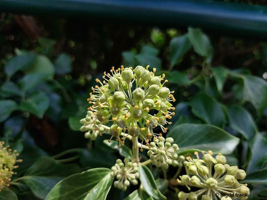 Hedera helix / Gewöhnlicher Efeu