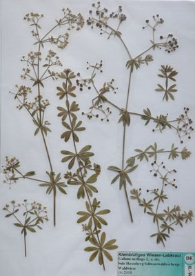 Galium mollugo / Wiesen-Labkraut (06/2008; Sulz-Hasenberg; Schwarzwaldvorberge) (Herbarium Dr. Wolf von Thun)