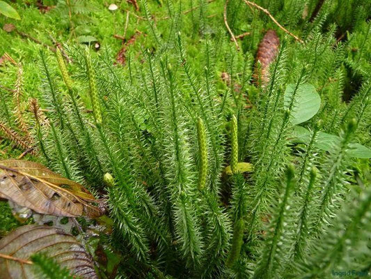 Lycopodium annotinum - Sprossender Bärlapp, Wald-Bärlapp