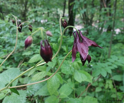 Aquilegia atrata / Schwarzviolette Akelei (15.05.2026; Trentino, Valsugana)
