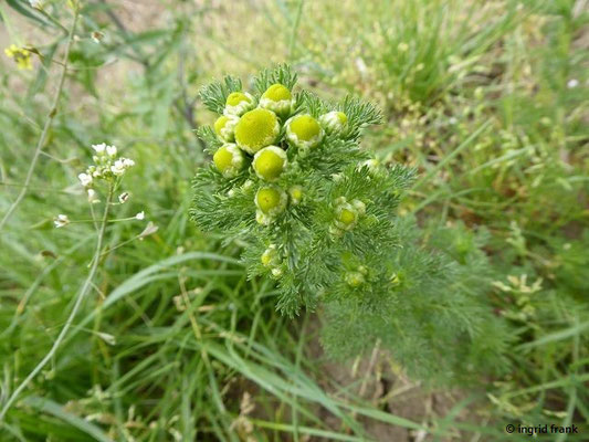 Matricaria disdoidea / Strahlenlose Kamille