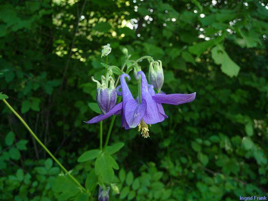 Aquilegia vulgaris / Gewöhnliche Akelei    V-VII