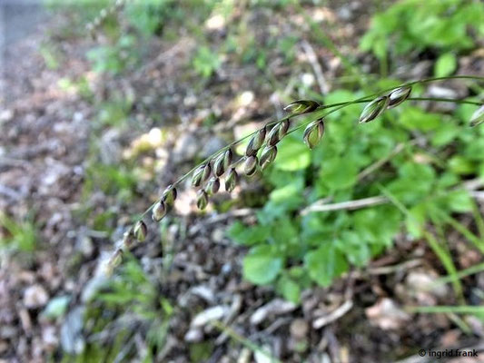 Melica nutans / Nickendes Perlgras