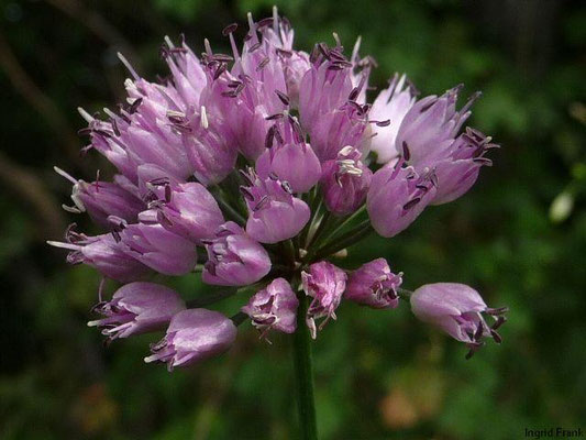 Allium lusitanicum / Berg-Lauch   VII-VIII