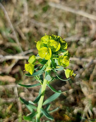 Euphorbia cyparissias / Zypressen-Wolfsmilch