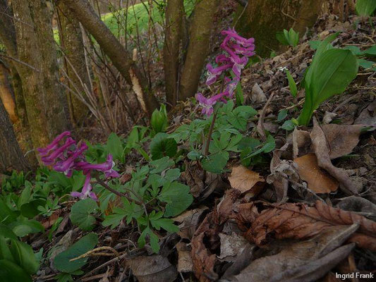 Corydalis cava / Hohler Lerchensporn