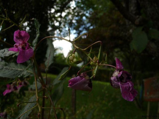 13.09.2011-Impatiens glandulifera - Drüsiges Springkraut