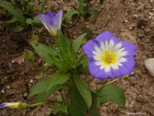 Convolvulus tricolor / Dreifarbige Winde (11.06.2016; Botanischer Garten Universität Heielberg)
