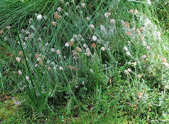 Erica tetralix /Glockenheide (Neophyt)  (02.07.2023; Botanischer Garten Universität Heidelberg)