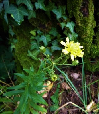 Hieracium umbellatum / Dolden-Habichtskraut    VII-X