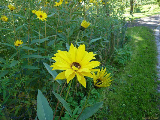 Helianthus pauciflorus / Steife Sonnenblume