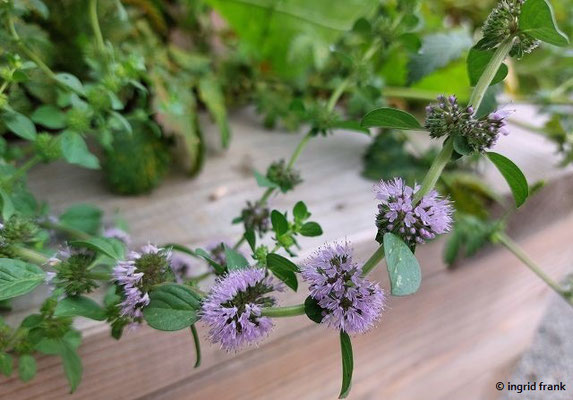 Mentha pulegium / Polei-Minze