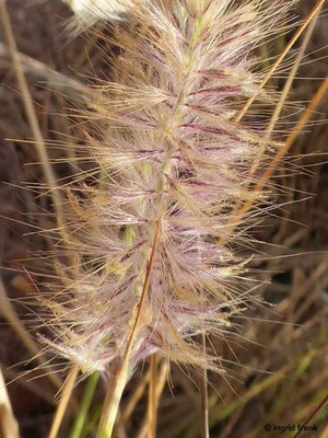 Pennisetum setaceum - Borstiges Federborstengras, Rabogato (Gran Canaria)