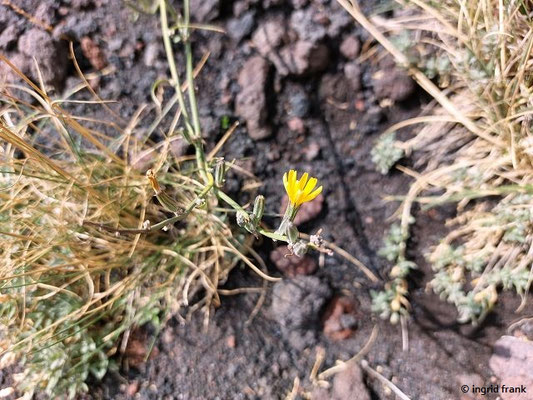 Chondrilla juncea / Großer Knorpellattich (28.09.2025; Ätna)