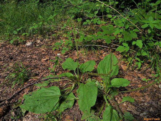 Plantago major ssp. major / Gewöhnlicher Breit-Wegerich