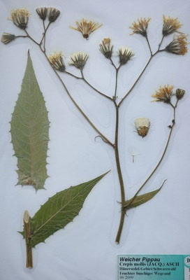 Crepis mollis / Weicher Pippau    VI-VIII    (Herbarium Dr. Wolf von Thun)