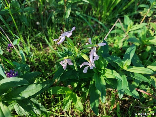 Saponaria officinalis / Echtes Seifenkraut    (15.08.2023; NSG Sandhausener Düne; Pferdstrieb)
