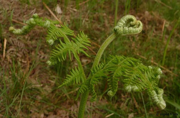 Pteridium spec. (1-6 Arten)
