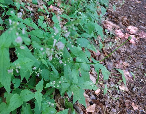 Veronica urticifolia / Nesselblättriger Ehrenpreis (12.05.2026; Trentino, Valsugana)