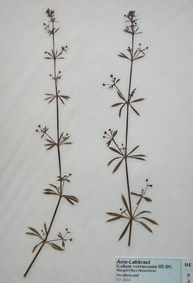 Galium verrucosum / Anis-Labkraut    VI-VII    (Herbarium Dr. Wolf von Thun)