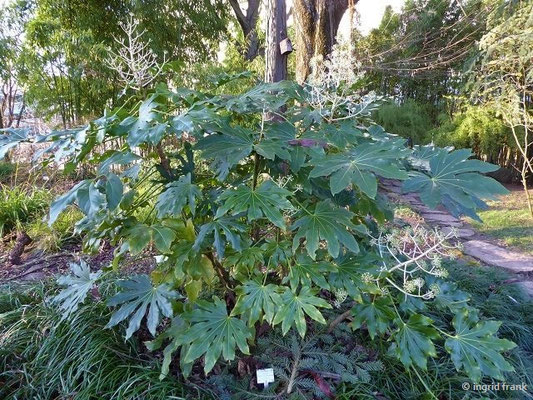 Fatsia japonica / Zimmeraralie (15.01.2020 - Botanischer Garten Universität Heidelberg)