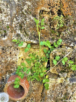 Pimpinella peregrina - Fremde Bibernelle