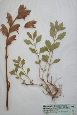 Orobanche lutea / Gelbe Sommerwurz     V VI     (Herbarium Dr. Wolf von Thun)