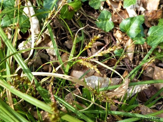 Carex digitata / Finger-Segge    IV-V