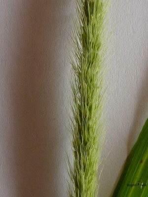 Setaria viridis / Grüne Borstenhirse  (18.09.2013; Weingarten, auf meiner Dachterrasse)