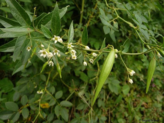 Vincetoxicum hirundinaria / Weiße Schwalbenwurz    V-VIII