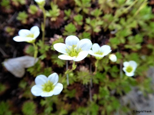 Saxifraga exarata / Gefurchter Steinbrech   (Botanischer Garten Würzburg)