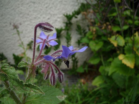 20.06.2011-Borago officinalis - Boretsch