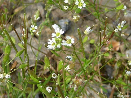 Draba verna / Frühlings-Hungerblümchen    III-V