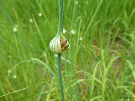 Allium oleraceum / Gemüse-Lauch    VI-VIII     