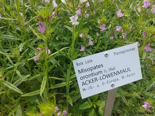 Misopates orontium / Acker-Löwenmaul