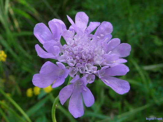 Scabiosa columbaria /Tauben-Skabiose    VII-XI
