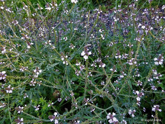 Verbena officinalis / Echtes Eisenkraut