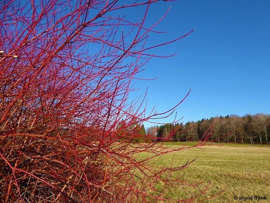 Cornus sanguinea / Blutroter Hartriegel    (17.02.2021; Lochmoos, Altdorfer Wald)