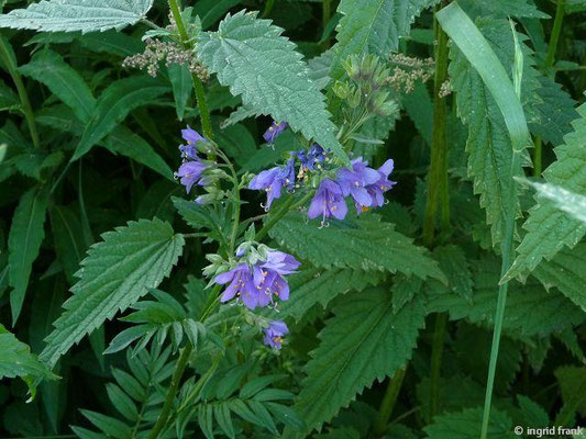 Polemonium spec. (25 Arten)