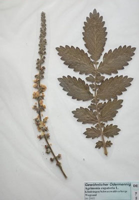 Agrimonia eupatoria / Kleiner Odermennig  (06/2005; Köndringen/Schwarzwaldvorberge)    (Herbarium Dr. Wolf von Thun)