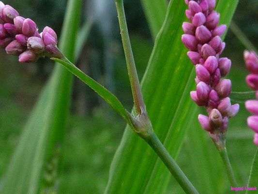 Persicaria maculosa / Floh-Knöterich, Pfirsichblättriger Knöterich    VI-X    