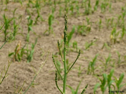 Asparagus officinalis / Gemüse-Spargel    V-VII