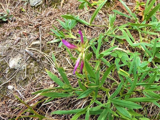 Trifolium alpinum / Alpen-Klee  (Wallis)  VI-VIII